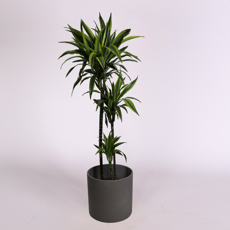 Драцена Lemon Lime у горщику