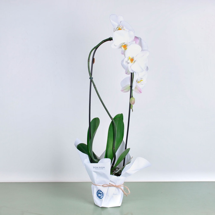Орхідея Фаленопсис арка у горщику, L
