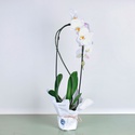 Орхідея Фаленопсис арка у горщику, L