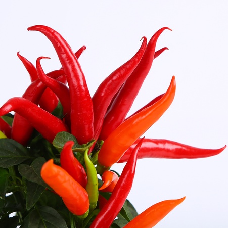 Декоративний перець в горщику