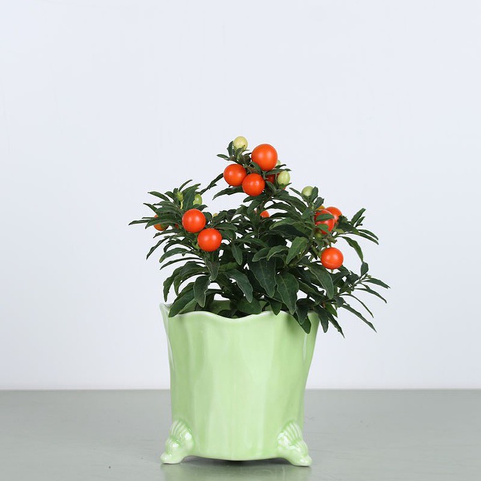 Соланум в горщику