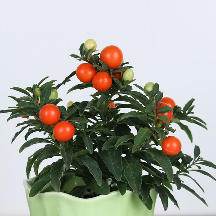 Соланум в горщику