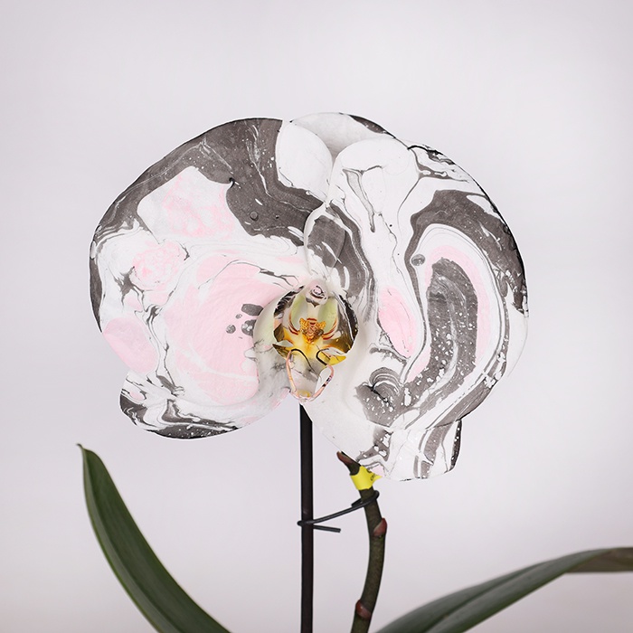 Орхидея фаленопсис цветок в горшке