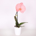 Орхидея фаленопсис цветок в горшке