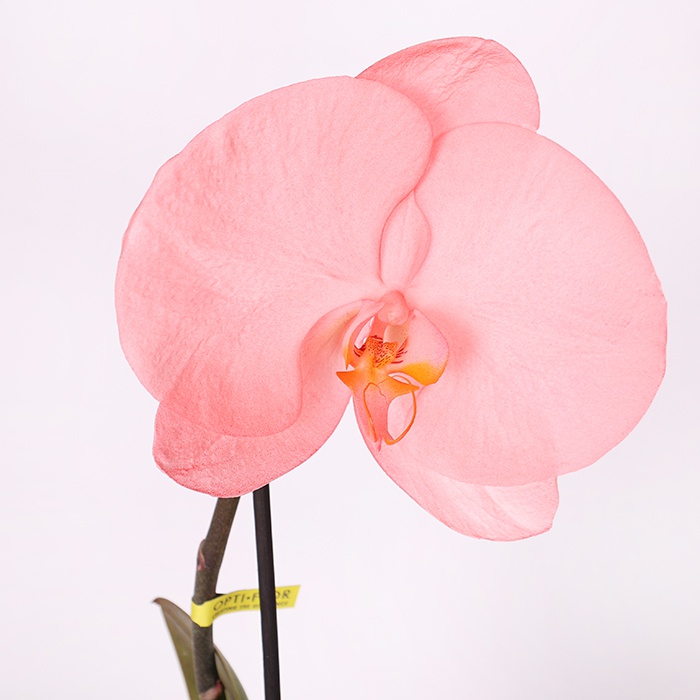 Орхидея фаленопсис цветок в горшке