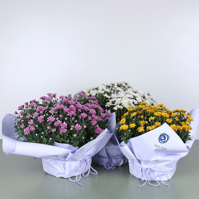 Хризантема мікс в горщику