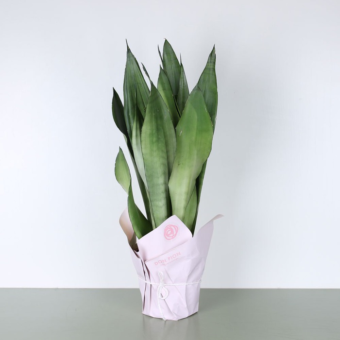 Сансівієрія Муншайн M в горщику