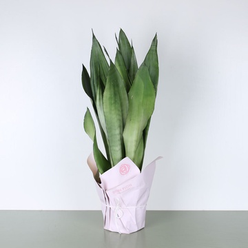 Сансевиерия Муншайн M в горшке