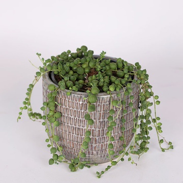 Сенецио Роули в горшке