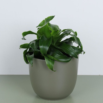 Драцена Торнадо в горшке