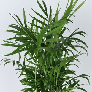 Хамедорея в горшке