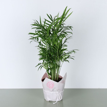 Хамедорея в горшке