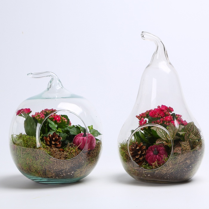 Композиція тераріум