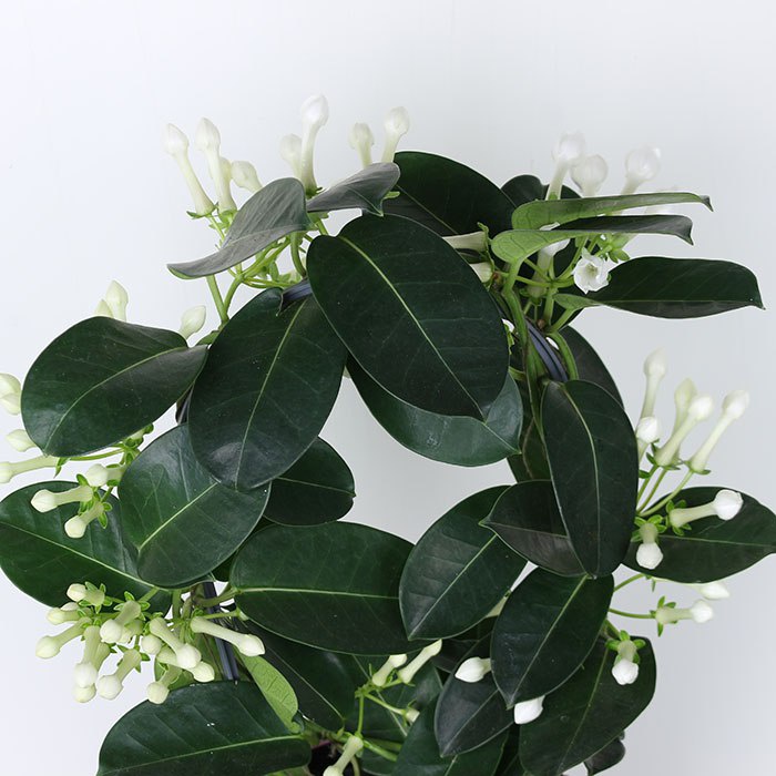 Стефанотіс в горщику