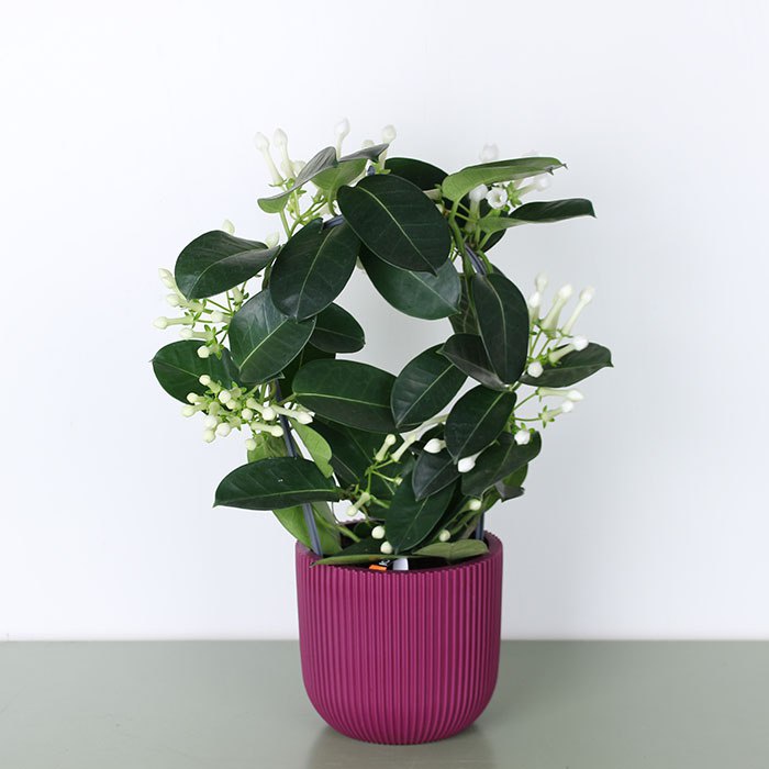 Стефанотіс в горщику