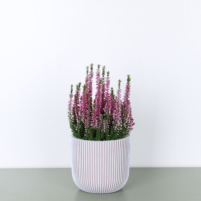 Вереск в горщику