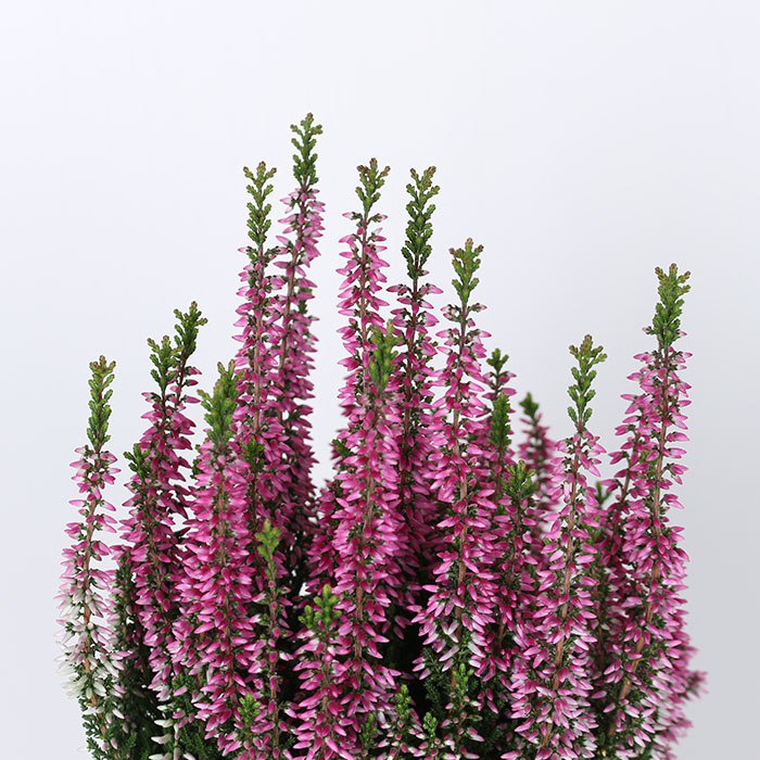 Вереск в горщику