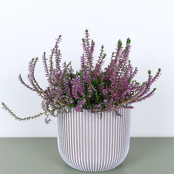 Вереск в горщику