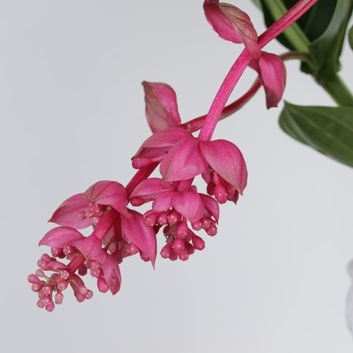 Медінілла в горщику