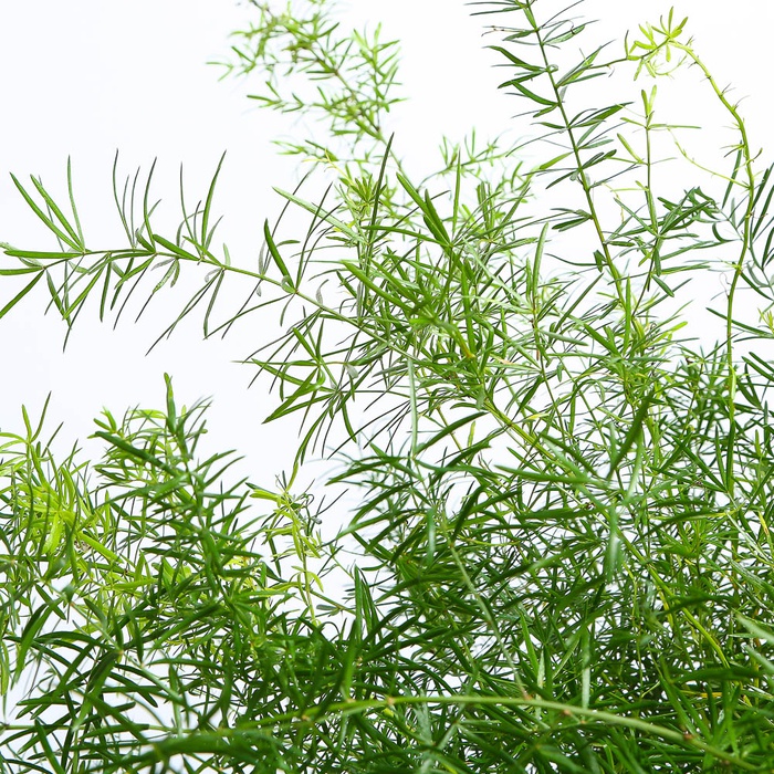 Аспарагус Шпренгера в горщику