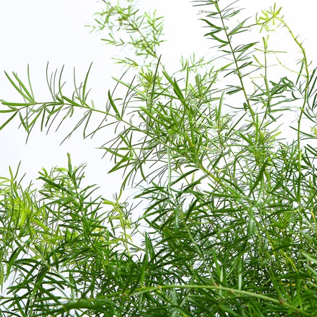 Аспарагус Шпренгера в горщику