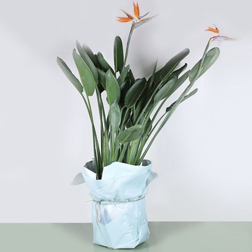 Стреліція у горщику, L