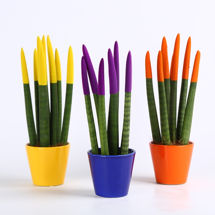 Сансевієрія Вельвет Міні в горщику