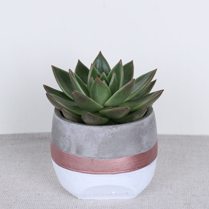 Эчиверия в наклонном кашпо