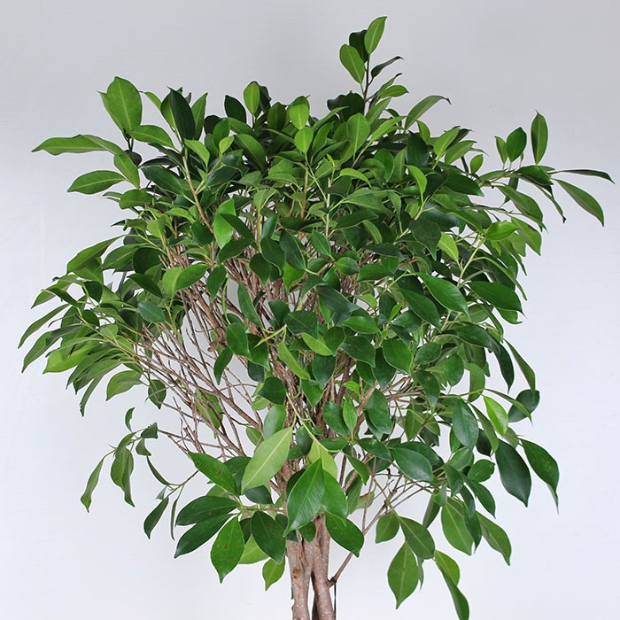 Фікус в горщику