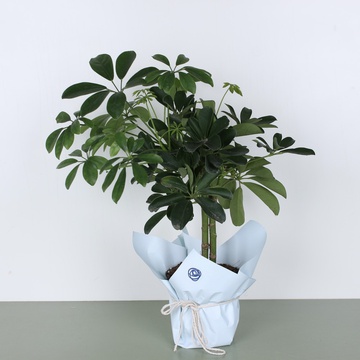 Шефлера в горшке и подарочной упаковке