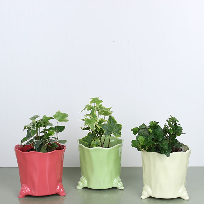 Хедера мини в горшке, микс