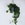 Филодендрон Scandens Micans в горшке