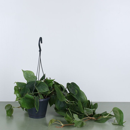 Филодендрон Scandens Micans в горшке