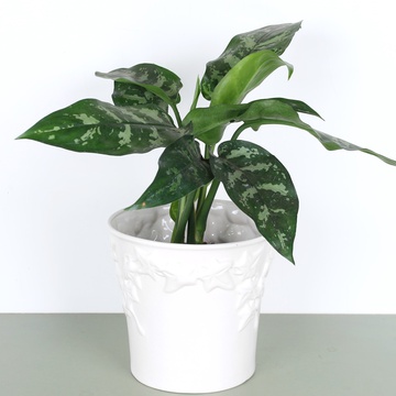 Аглаонема Maria в горшке