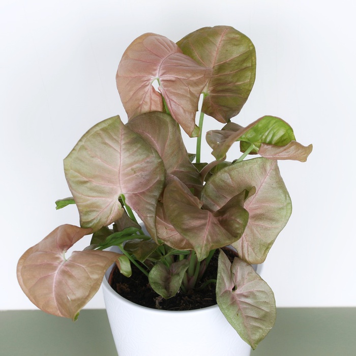 Сингониум в горшке, микс