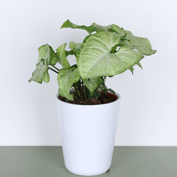 Сингониум в горшке, микс