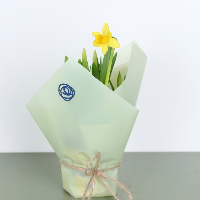 Весняні квіти в горщику