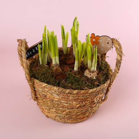 Нарцис в плетеному кошику