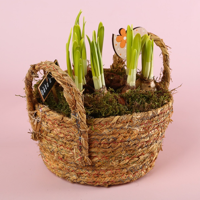 Нарцис в плетеному кошику