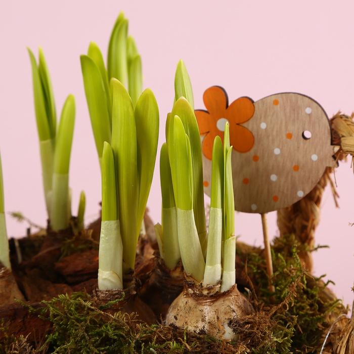 Нарцис в плетеному кошику