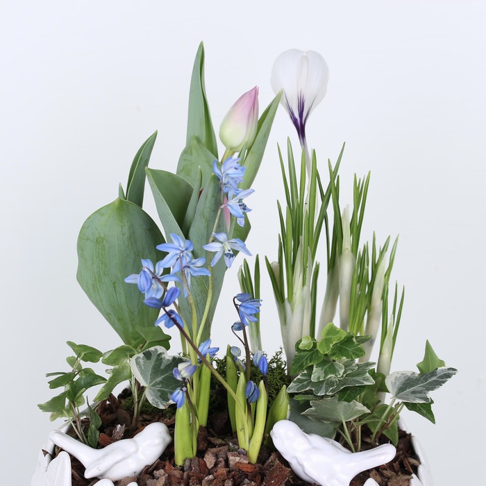 Композиция в кашпо "Весеннее очарование"