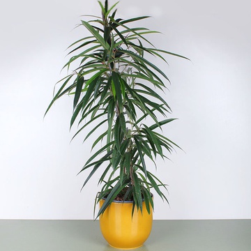 Фикус Али (binnendijkii)