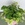 Толмия Мензиса (Tolmiea menziesii) в горшке