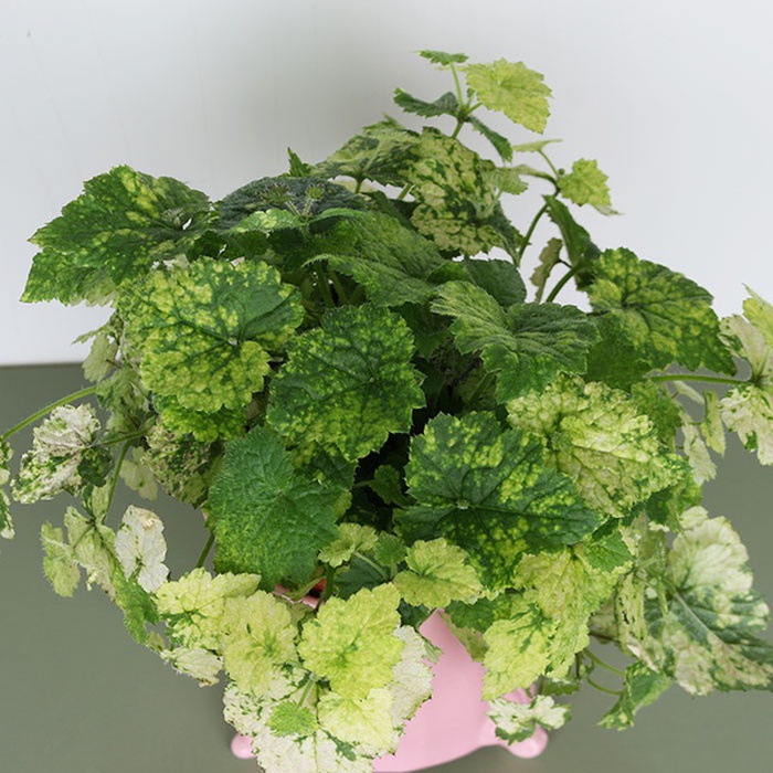 Толмія Мензіса (Tolmiea menziesii) в горщику