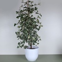 Фікус Triangularis Sweetheart в горщику