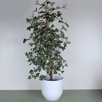 Фикус Triangularis Sweetheart в горшке