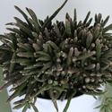 Ріпсаліс baccifera ''Horrida'' в горщику
