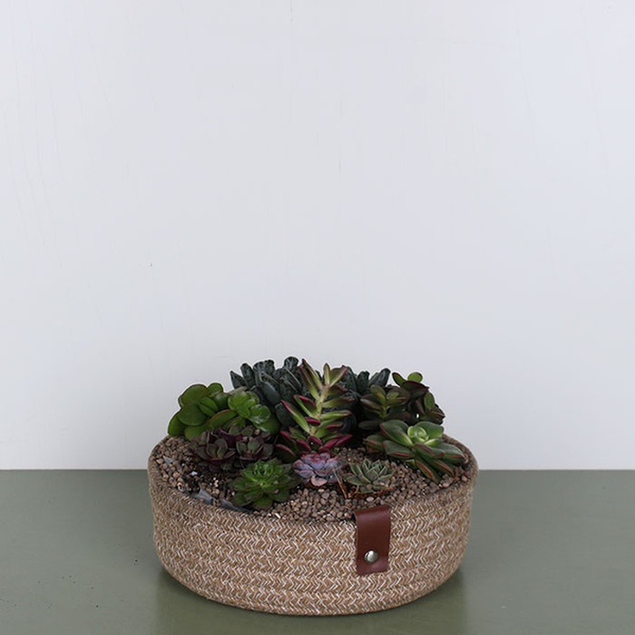 Высадка суккулентов в корзинке S