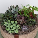 Высадка суккулентов в корзинке M