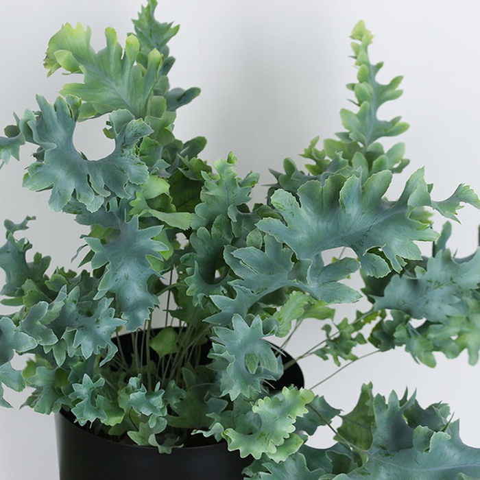 Флебодіум Давана (Phlebo A Davana)